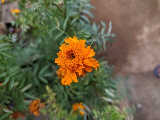 Orange Flower