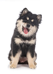  puppy Finnish Lapphund in studio