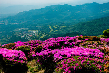 鶴見岳のミヤマキリシマ