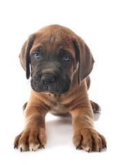 Obraz premium puppy cane corso