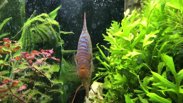 Bunte Diskusfische im Aquarium in ihrer sozialen Gemeinschaft. Diskusfische geh&ouml;ren zu den Buntbarschen und f&uuml;hlen sich in gr&ouml;&szlig;eren Gruppen wohl.