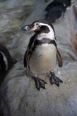 Obraz premium white black penguin in the zoo on stone