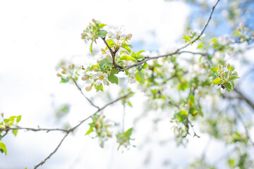 .Blooming apple tree in spring time.