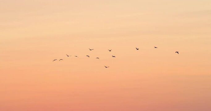 Low angle panning shot of silhouette birds flying against orange sky during sunset - Camargue, France