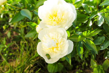 Obraz premium white rose flower