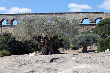 Pont du Gard et ollivier