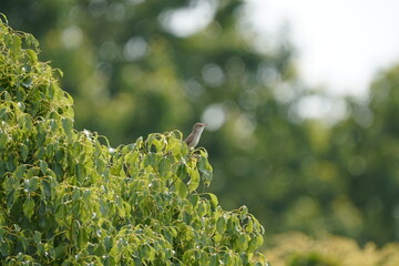oriental reed warbler on branch