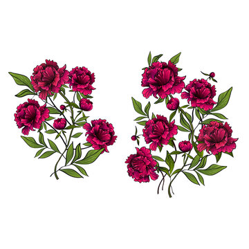 vector illustration of beautiful purple peony flowers and green leaves as decorative elements on white background