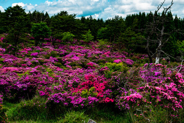 万年山のミヤマキリシマ