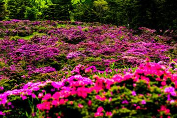 万年山のミヤマキリシマ