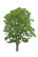 Fototapeta premium Tree,green leaf isolated on the white background.