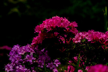 万年山のミヤマキリシマ