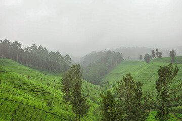 Beautiful views of the tea plantation and mountain forest with foggy weather in Bandung, Indonesia