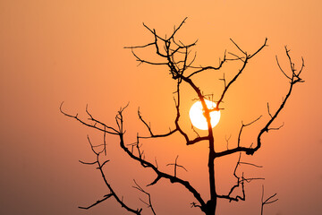Sunset against silhouette of dry branches