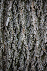 hard structured tree skin 