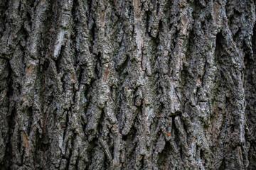 hard structured tree skin 