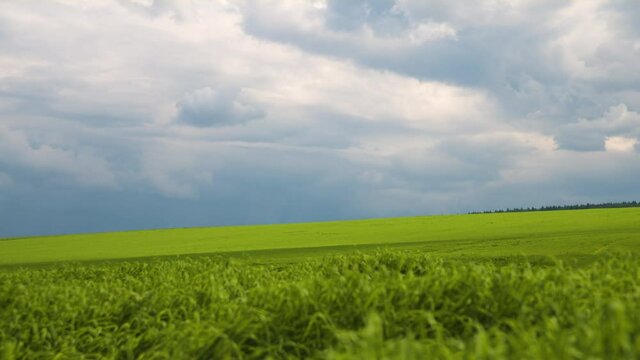 Amazingly beautiful endless fields of green grass go far to the horizon. Fresh grass grows in endless fields. Agricultural spring field. Young sprouts of wheat. Boundless distance.
