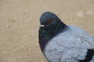 Dove