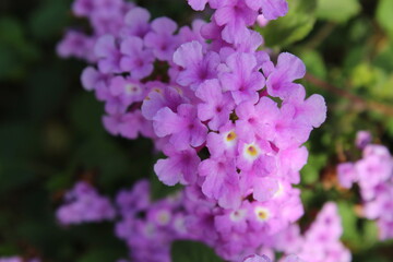 Obraz premium pink and purple flowers