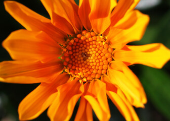 Closeup of orange gazania flower with plain background