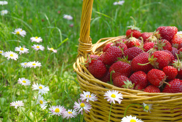 Rustic wicker basket with juicy ripe strawberries
