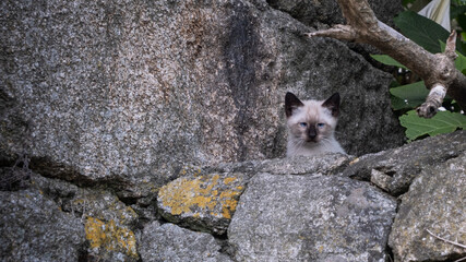 Beautiful mixed Siamese cat kitten with bright blue eyes sitting on old stone wall