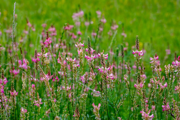 field of spring flowers