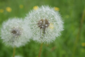 dandelion on green background