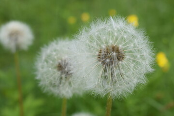 dandelion in the grass