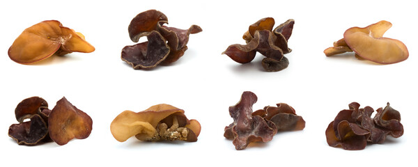 Group of black fungus set isolated on the white background. The collection of black fungus.