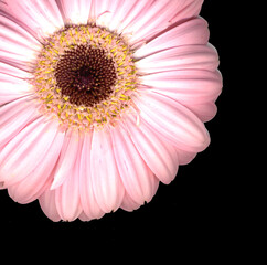 Closeup of beautiful pink gerber flower with plain background