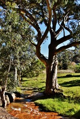 Close up of a big Eucalyptus tree on a little creek