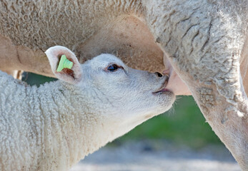 Little lamb drinking © michaklootwijk