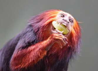 Golden lion tamarin / golden marmoset - red monkey © michaklootwijk