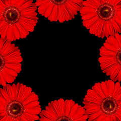 Closeup of beautiful red gerber flower on plain background