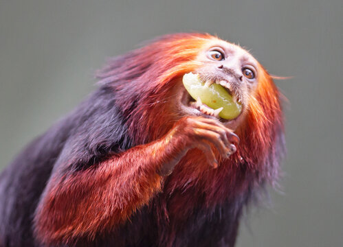 Golden lion tamarin / golden marmoset - red monkey Stock Photo | Adobe Stock