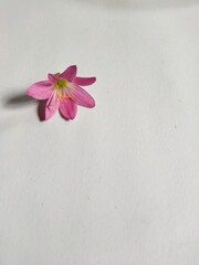 pink flower on a wooden background