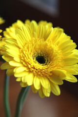 Closeup of beautiful yellow gerber flower