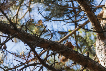 Euroasian red squirrel interested peeps from behind a pine branch in woodland park outdoors