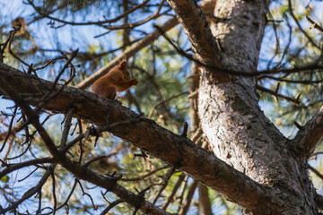 Funny euroasian red squirrel sitting on pine branch and eating a nut in woodland park outdoors
