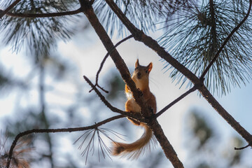 Curious euroasian red squirrel looking down from tiny pine branch in woodland park outdoors
