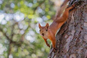 Naklejka na ściany i meble Close up portrait of curious euroasian red squirrel on tree trunk in woodland park outdoors looking right into camera