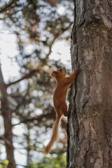 Euroasian red squirrel running up the tree trunk in woodland park outdoors