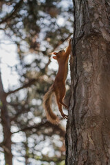 Euroasian red squirrel in a jump while running up the tree trunk in woodland park outdoors