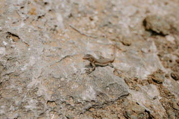 Eidechse im Washington-Slagbaai-Nationalpark auf Bonaire