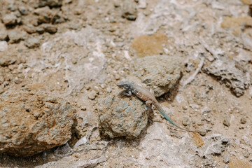 Eidechse im Washington-Slagbaai-Nationalpark auf Bonaire
