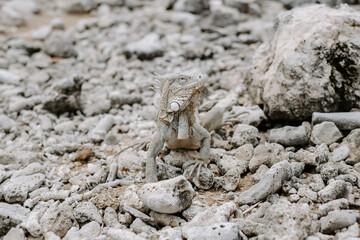 Agame im Washington-Slagbaai-Nationalpark auf Bonaire
