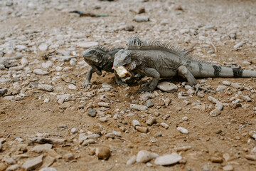 Essende Agamen im Washington-Slagbaai-Nationalpark auf Bonaire
