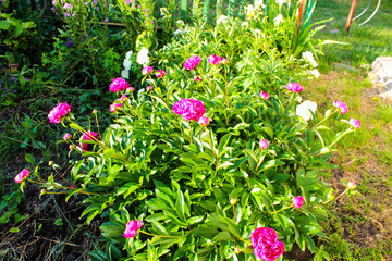 Purple peony blossoms in a garden in Ukraine