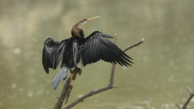 Oriental darter or Indian darter closeup perched on branch flap wings in green background at keoladeo national park or bharatpur bird sanctuary rajasthan india - anhinga melanogaster	